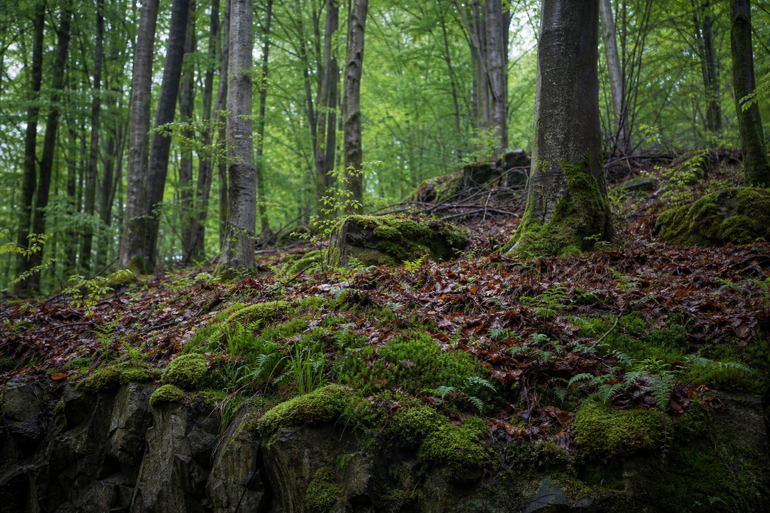 Buchenwald und Weide über Basalthügeln der Vulkaneifel